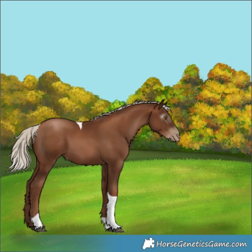 Horse Color:Gray Silver Black Pearl Tobiano