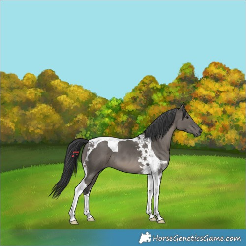Horse Color:Grullo Tobiano 
