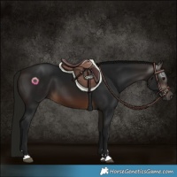 Horse Color:Gray Bay 