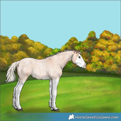 Horse Color:Silver Bay Roan Dun Splash 