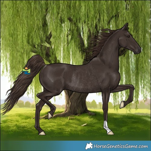 Horse Color:Liver Chestnut Rabicano 