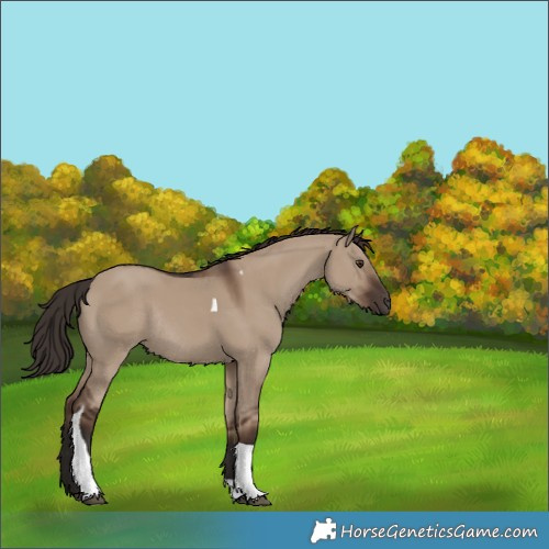 Horse Color:Liver Red Dun Tobiano Rabicano