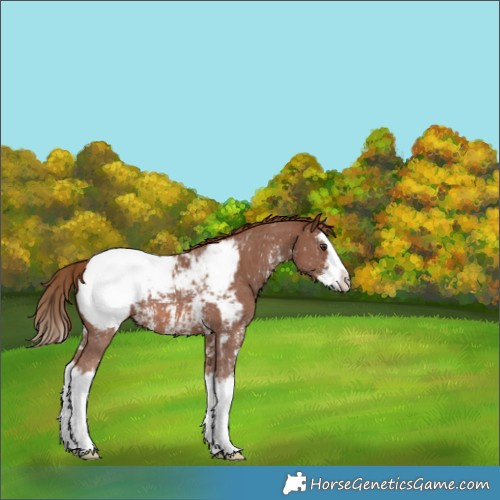 Horse Color:Chestnut Sabino Splash Snowcap 
