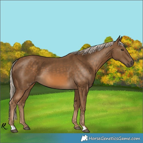 Horse Color:Unknown 