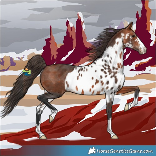 Horse Color:Bay Skewed Appaloosa 