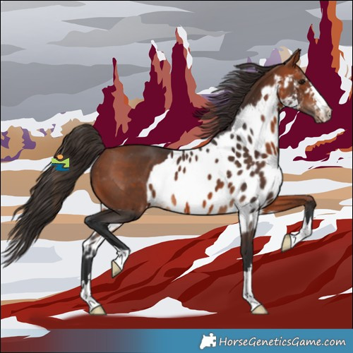 Horse Color:Bay Skewed Appaloosa 
