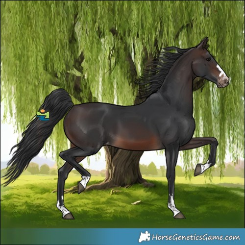 Horse Color:Brown Skewed Appaloosa 