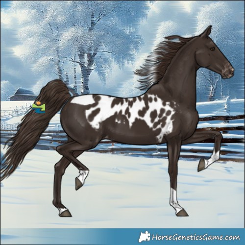 Horse Color:Liver Chestnut Tobiano Skewed Appaloosa 