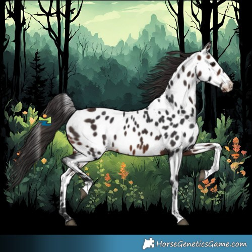 Horse Color:Brown Tobiano Appaloosa 