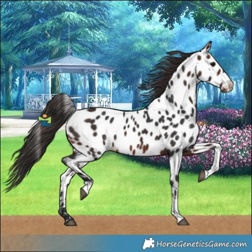 Horse Color:Brown Tobiano Near Leopard 