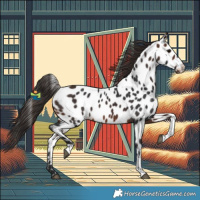 Horse Color:Brown Tobiano Appaloosa 