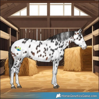 Horse Color:Bay Splash Tobiano Near Leopard 