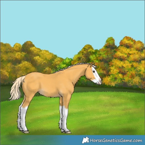 Horse Color:Palomino Splash