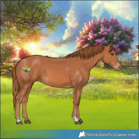 Horse Color:Chestnut Skewed Appaloosa 