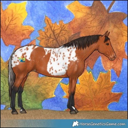 Horse Color:Bay Skewed LP Spotted 
