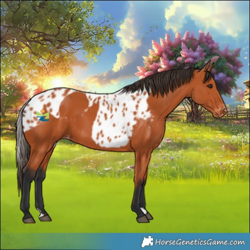 Horse Color:Bay Skewed Appaloosa 