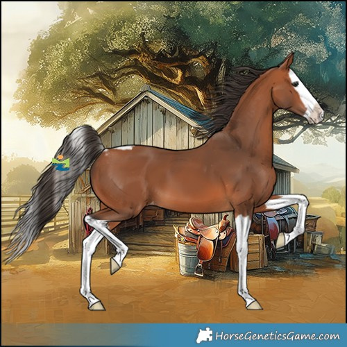 Horse Color:Bay Splash Skewed Appaloosa 