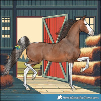 Horse Color:Bay Splash Skewed Appaloosa