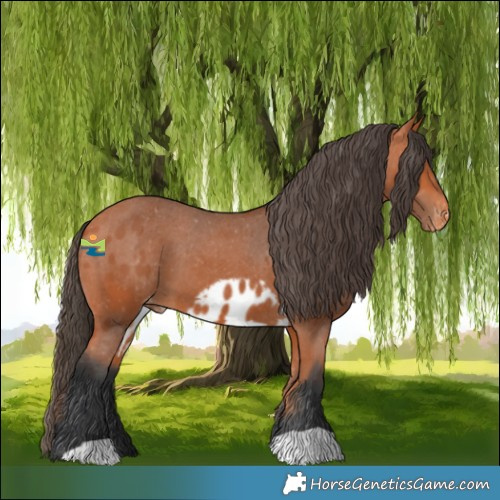 Horse Color:Bay Skewed Appaloosa 
