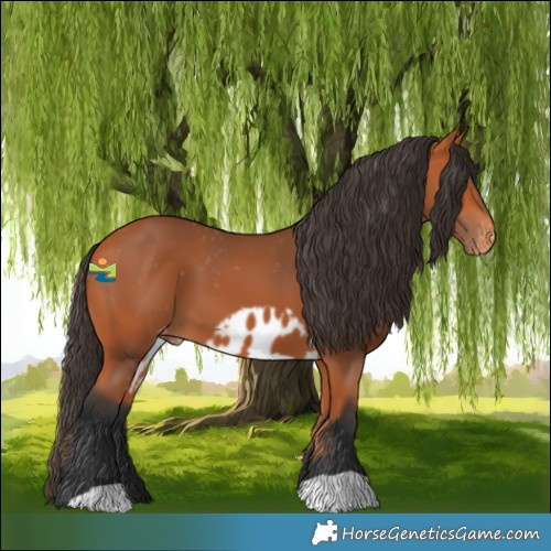 Horse Color:Bay Skewed Appaloosa 