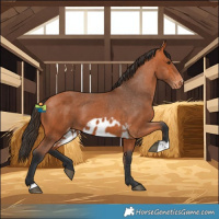 Horse Color:Bay Skewed LP Spotted