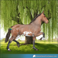 Horse Color:Bay Skewed Appaloosa