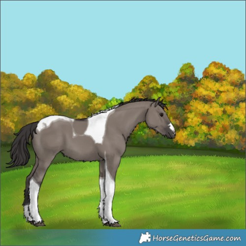 Horse Color:Smoky Grullo Tobiano 