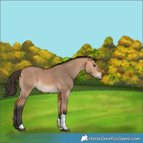 Horse Color:Bay Dun Tobiano Rabicano