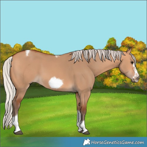 Horse Color:Unknown 