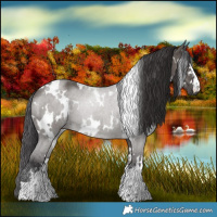 Horse Color:White Spotted Smoky Grullo 