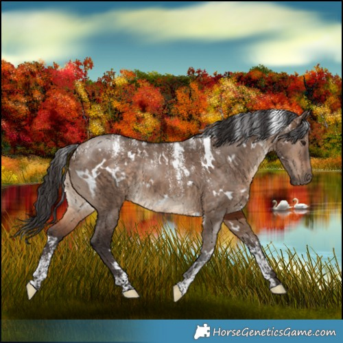 Horse Color:Powder White White Spotted Brown Dun 