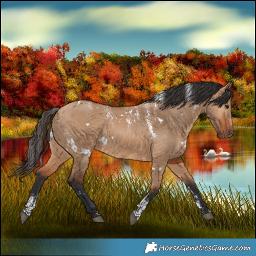 Horse Color:Powder White White Spotted Bay Dun 