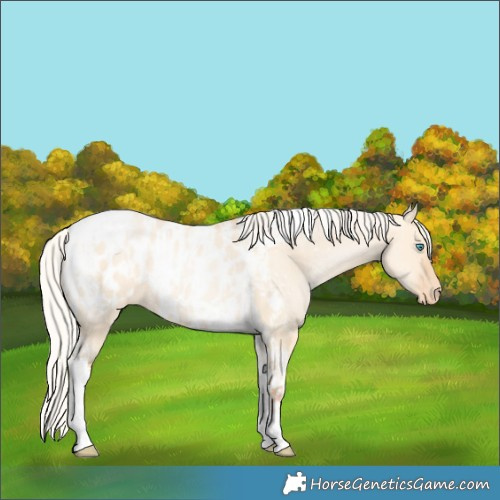 Horse Color:Silver Amber Champagne Pearl Dun Tobiano Appaloosa Rabicano  and Silver Amber Champagne Pearl Dun Tobiano Appaloosa Rabicano 