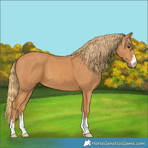 Horse Color:Chestnut 