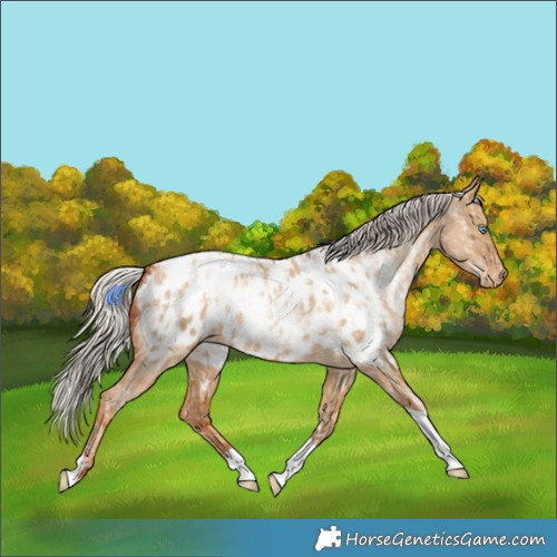 Horse Color:Silver Amber Champagne Pearl Dun Tobiano Appaloosa Rabicano  and Gray Silver Amber Champagne Pearl Dun Tobiano Appaloosa Rabicano 