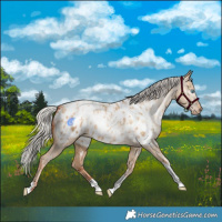 Horse Color:Silver Amber Champagne Pearl Dun Tobiano Appaloosa Rabicano  and Gray Silver Amber Champagne Pearl Dun Tobiano Appaloosa Rabicano 