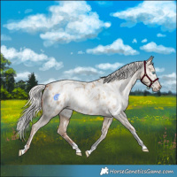 Horse Color:Silver Amber Champagne Pearl Dun Tobiano Appaloosa Rabicano  and Gray Silver Amber Champagne Pearl Dun Tobiano Appaloosa Rabicano 
