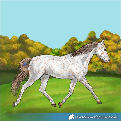 Horse Color:Red Roan Appaloosa 