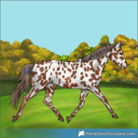 Horse Color:Chestnut Appaloosa 