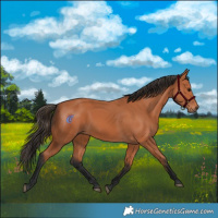 Horse Color:Bay 