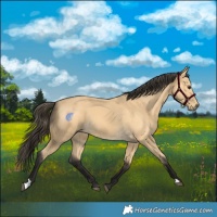 Horse Color:Buckskin 