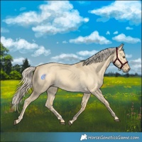 Horse Color:Palomino Dun 