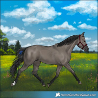 Horse Color:Grullo 