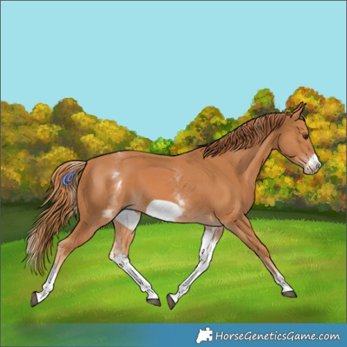 Horse Color:White Spotted Chestnut Frame 