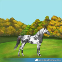 Horse Color:Black Splash Tobiano Appaloosa