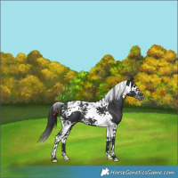 Horse Color:Black Splash Tobiano Appaloosa 