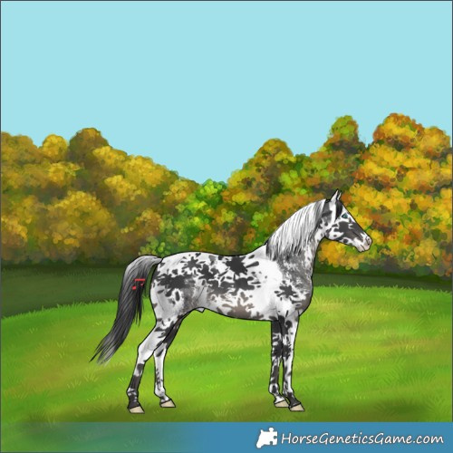 Horse Color:Black Sabino Splash Tobiano Appaloosa 
