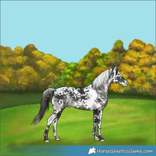Horse Color:Black Sabino Splash Tobiano Appaloosa