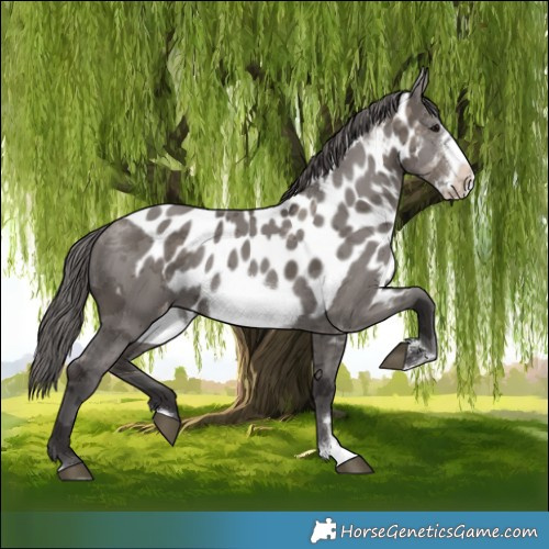 Horse Color:Smoky Grullo Merle Frame Skewed Appaloosa 