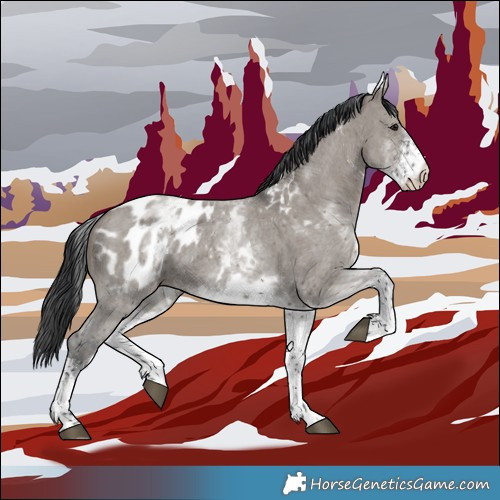 Horse Color:White Spotted Grullo Sabino Appaloosa